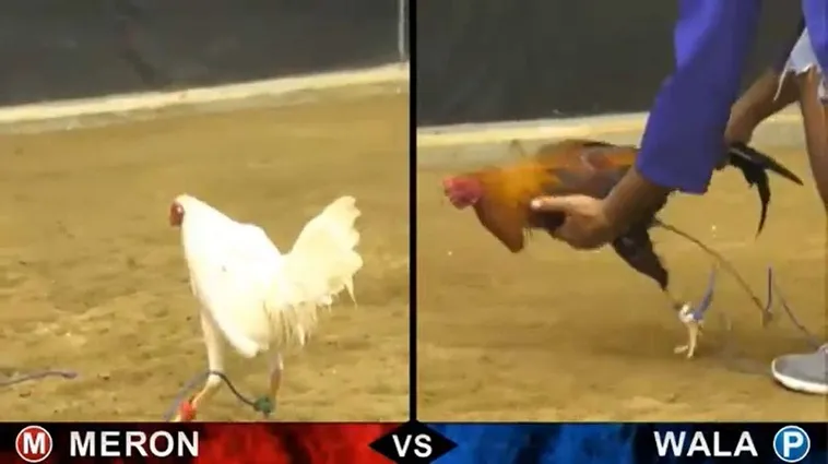 Hướng Dẫn Cách Chơi Đá Gà Sabong Tại OnBet Cho Người Mới 2 Hướng Dẫn Cách Chơi Đá Gà Sabong Tại OnBet Cho Người Mới